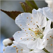 leonipfeifferblog_086_fruehlingsblueten_0141_artikel