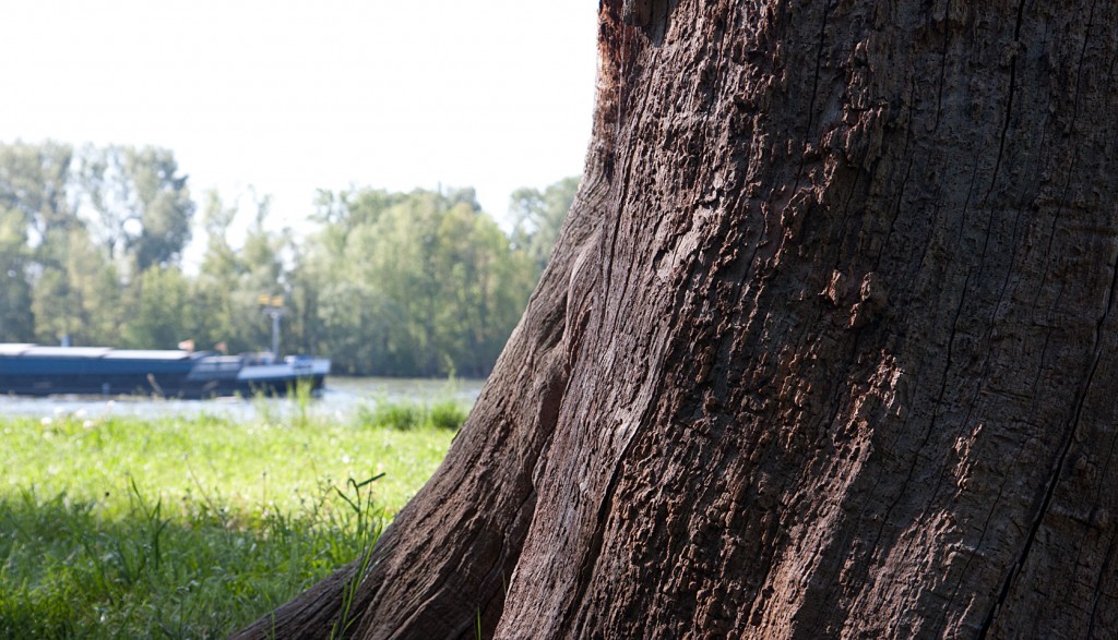 Alter Baum, toter Baum - die Überreste stehen noch wie ein Mahnmal am Rhein.