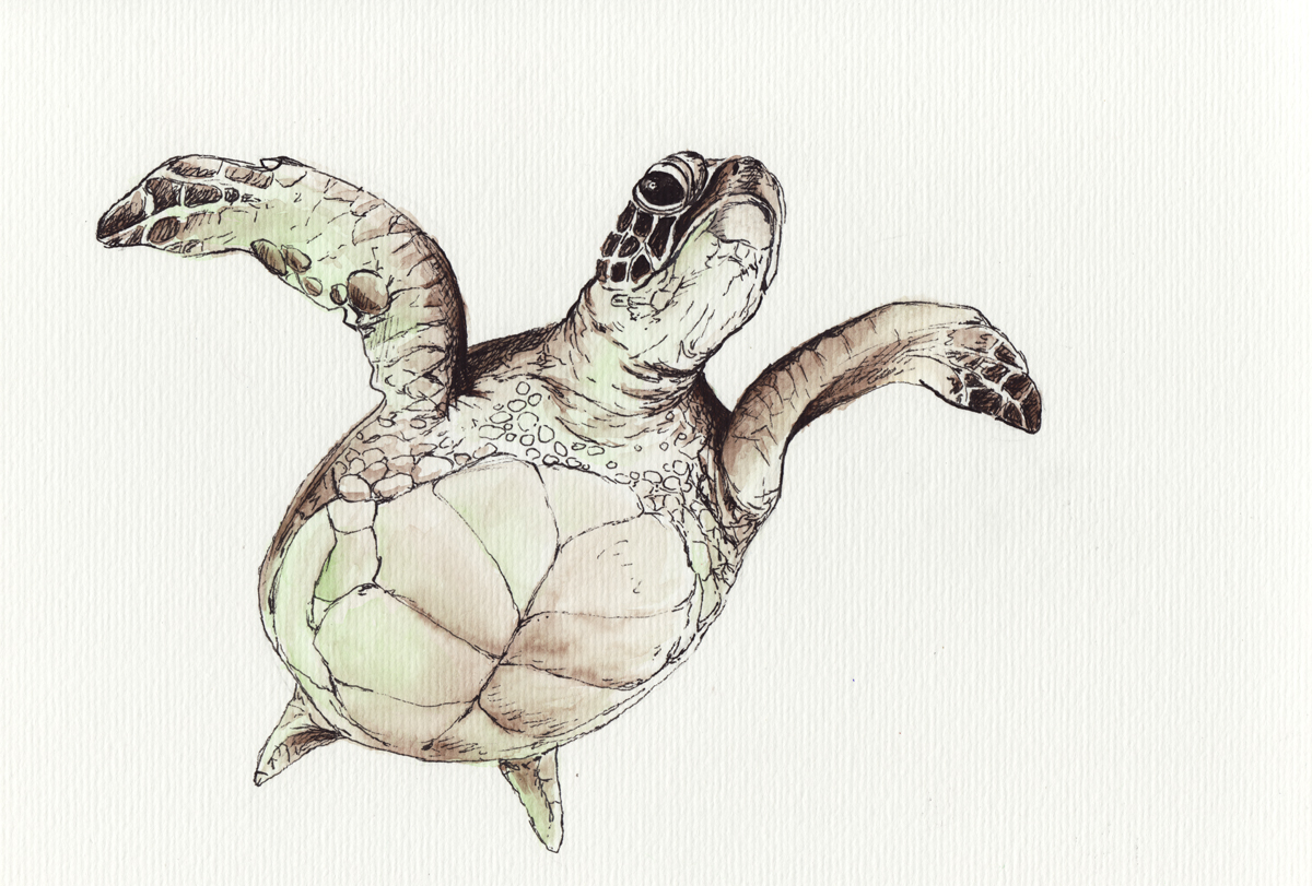 Schwebt über das Blatt. Grüne Meeresschildkröte.