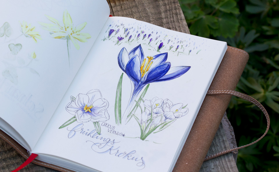 Der Frühlingskrokus - die natürliche Farbgebung zwischen Weiß, mit leichtem Lila und strahlendem Blaulila.