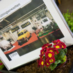 Eine Primel zum Frühlingserwachen.