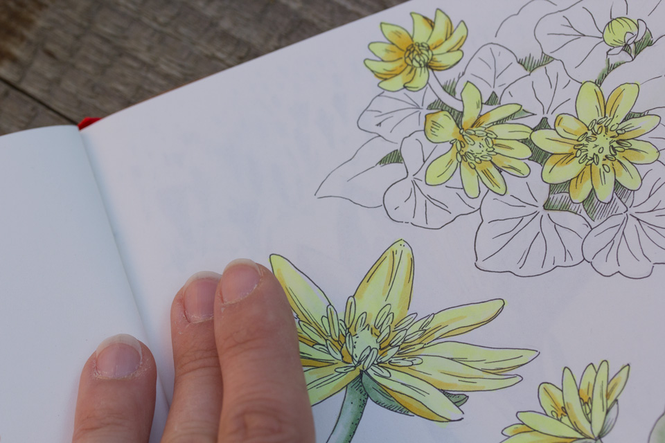 Neben den gelben Blüten sieht man leicht, wie das dahinter liegende Blatt mit den Krokussen durchscheint.