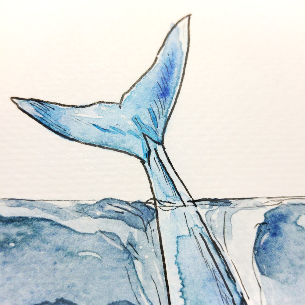 Die Fluke des Blauwals ist noch über dem Meeresspiegel zu sehen, während sein Kopf bereits 30 Meter tief unter Wasser ist.