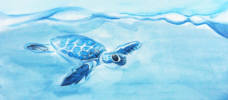 Meeresschildkröte auf dem Aquaboard von Ampersand