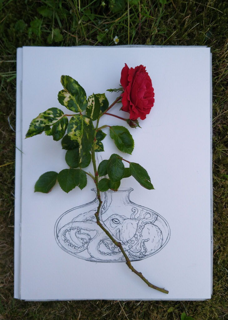 Halb und Halb: Die Rose auf dem Aquarellpapier mit der Vase und dem Oktopus.