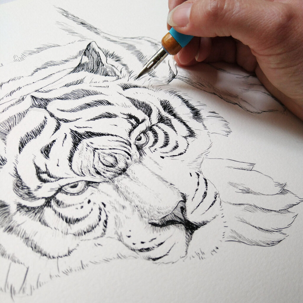 Mit dem Federhalter und Zeichenfeder zeichnet die Hand die feinen Tuschelinien auf ein Aquarellpapier um einen Kopf eines großen weißen Tigers zu illustrieren.
