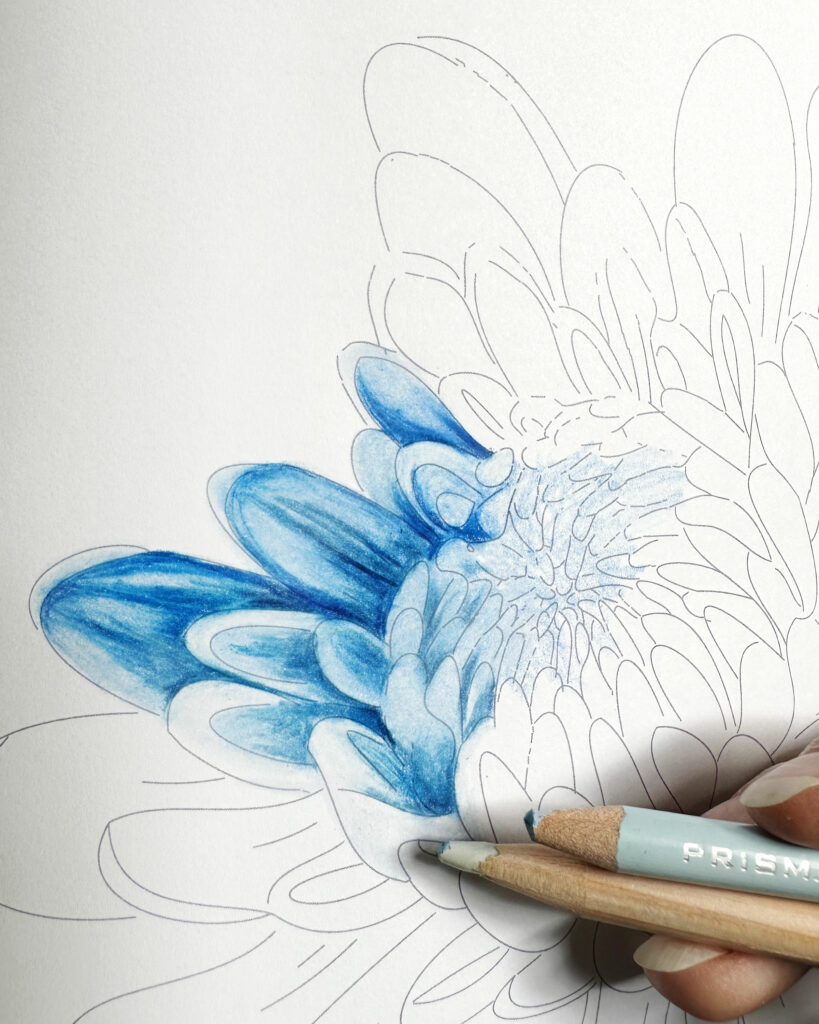 Chrysantheme mit blau-grauen Outlines, teilkoloriert mit den Wachsbasierten Prismacolor.