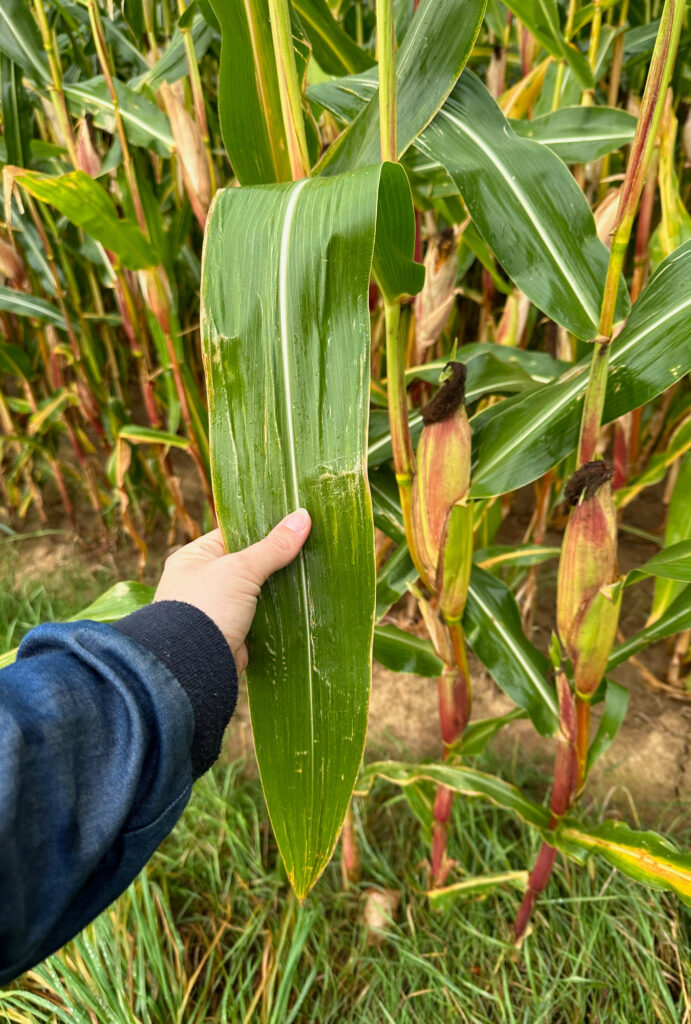 Ich halte ein Maisblatt am Feld in der Hand um es gleich abzupflücken.