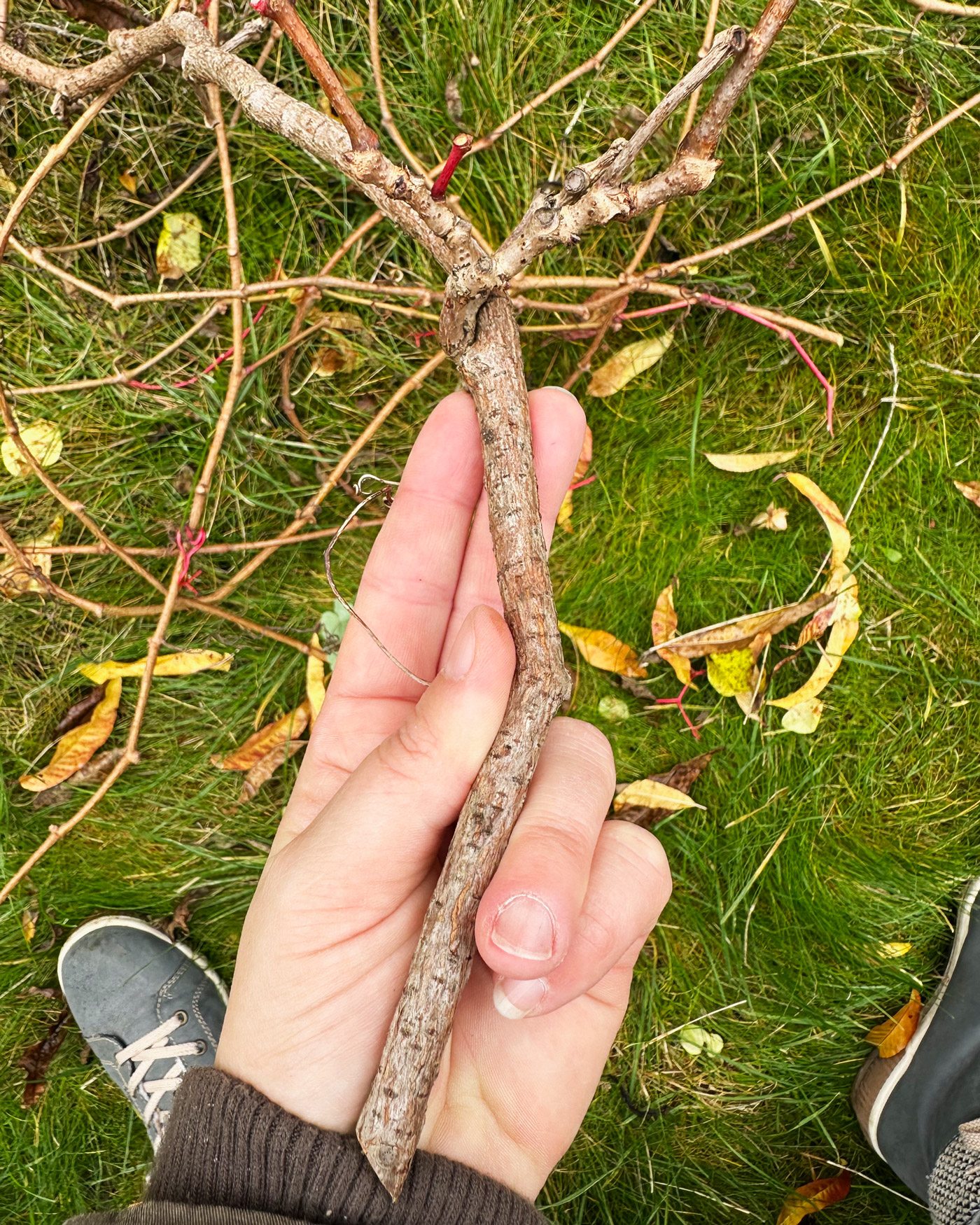 Ein einjähriger Trieb der Jungfernrebe abgeschnitten von meiner Hecke.