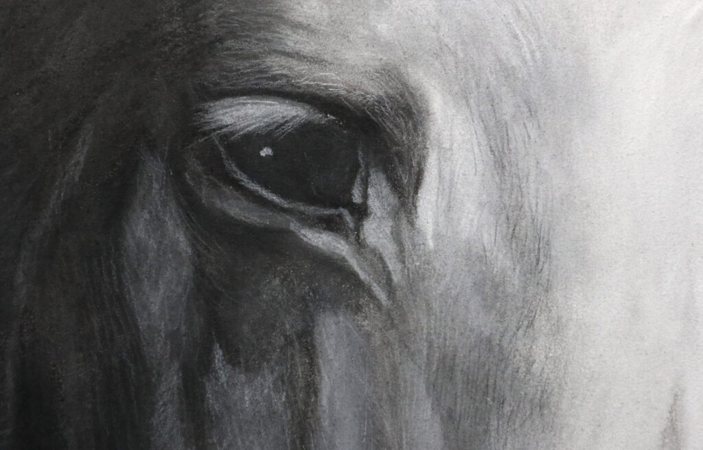 Detailaufnahme des Pferdeauges von Zuzanna Salamon am Stand von Nitram.